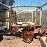 Zašto kokoške jedni drugima čupaju perje i jedu ih